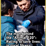 Veterinary_Hero_Rescues_Rural_Livelihoods_in_Shanxi video poster