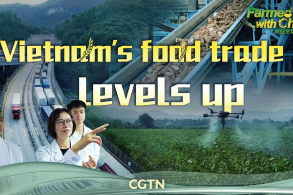 Vietnam_s_Cassava_Industry_Booms_Through_Cross_Border_Collaboration video poster