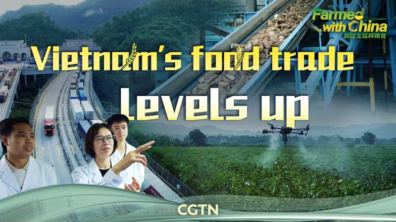 Vietnam_s_Cassava_Industry_Booms_Through_Cross_Border_Collaboration video poster