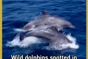 Wild_Dolphins_Return_to_Sanya_s_Coast__Delight_Observers video poster