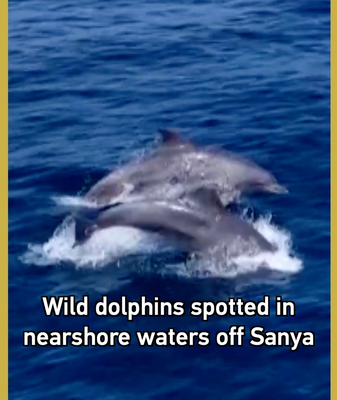 Wild_Dolphins_Return_to_Sanya_s_Coast__Delight_Observers video poster