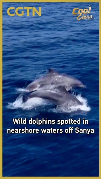 Wild_Dolphins_Return_to_Sanya_s_Coast__Delight_Observers video poster