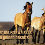 Wild_Horses_Return__Przewalski_s_Success_Story_in_Xinjiang_Deserts video poster