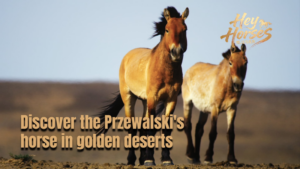 Wild_Horses_Return__Przewalski_s_Success_Story_in_Xinjiang_Deserts video poster