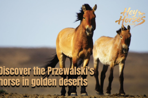 Wild_Horses_Return__Przewalski_s_Success_Story_in_Xinjiang_Deserts video poster