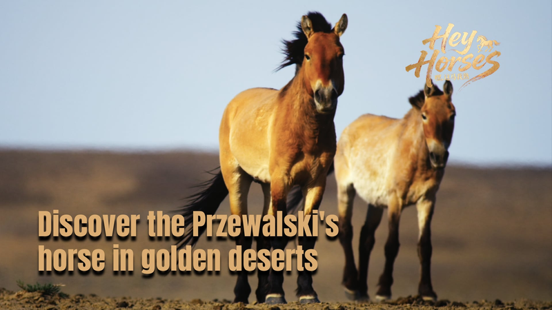 Wild_Horses_Return__Przewalski_s_Success_Story_in_Xinjiang_Deserts video poster