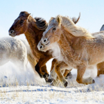 Winter_Majesty__Horses_Gallop_Across_Xilingol_s_Snowy_Plains video poster