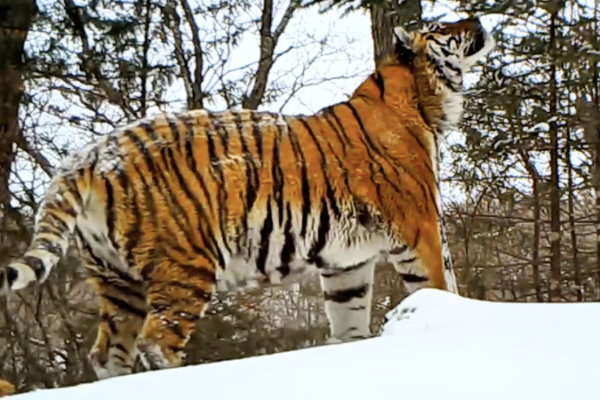 Winter_s_Challenge__Survival_Strategies_in_China_s_Tiger_and_Leopard_Park video poster