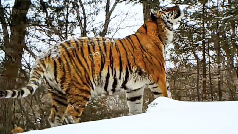 Winter_s_Challenge__Survival_Strategies_in_China_s_Tiger_and_Leopard_Park_poster - Khabar Asia Winter_s_Challenge__Survival_Strategies_in_China_s_Tiger_and_Leopard_Park video poster