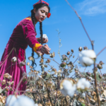 Xinjiang_s_Cotton_Industry__Mechanization_Debunks__Forced_Labor__Claims