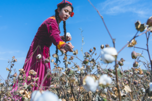 Xinjiang_s_Cotton_Industry__Mechanization_Debunks__Forced_Labor__Claims