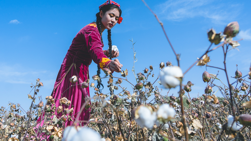 Xinjiang_s_Cotton_Industry__Mechanization_Debunks__Forced_Labor__Claims
