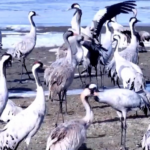 Xinjiang_s_Ecosystem_Revival_Attracts_Wintering_Grey_Cranes video poster
