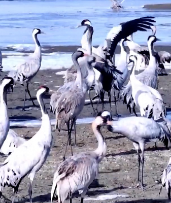 Xinjiang_s_Ecosystem_Revival_Attracts_Wintering_Grey_Cranes video poster