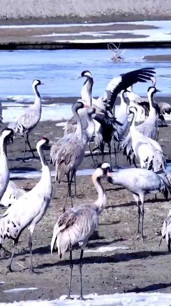 Xinjiang_s_Ecosystem_Revival_Attracts_Wintering_Grey_Cranes_poster - Khabar Asia Xinjiang_s_Ecosystem_Revival_Attracts_Wintering_Grey_Cranes video poster