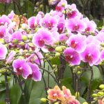 Xinjiang_s_Spring_Flower_Markets_Blossom_Ahead_of_Year_of_the_Horse video poster