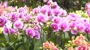 Xinjiang_s_Spring_Flower_Markets_Blossom_Ahead_of_Year_of_the_Horse video poster