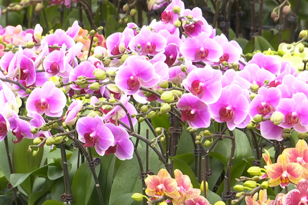 Xinjiang_s_Spring_Flower_Markets_Blossom_Ahead_of_Year_of_the_Horse video poster