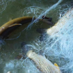 Xinjiang_s_Tarim_River_Winter_Fishing_Season_Showcases_Ecology_and_Tradition_poster - Khabar Asia Xinjiang_s_Tarim_River_Winter_Fishing_Season_Showcases_Ecology_and_Tradition video poster