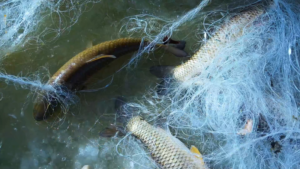 Xinjiang_s_Tarim_River_Winter_Fishing_Season_Showcases_Ecology_and_Tradition video poster