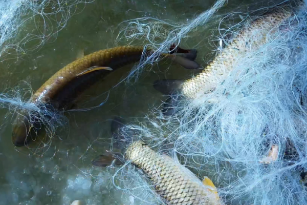 Xinjiang_s_Tarim_River_Winter_Fishing_Season_Showcases_Ecology_and_Tradition video poster