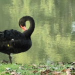 Yunnan__Where_Wildlife_and_Humanity_Share_the_Spotlight video poster