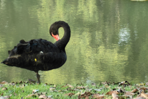 Yunnan__Where_Wildlife_and_Humanity_Share_the_Spotlight video poster