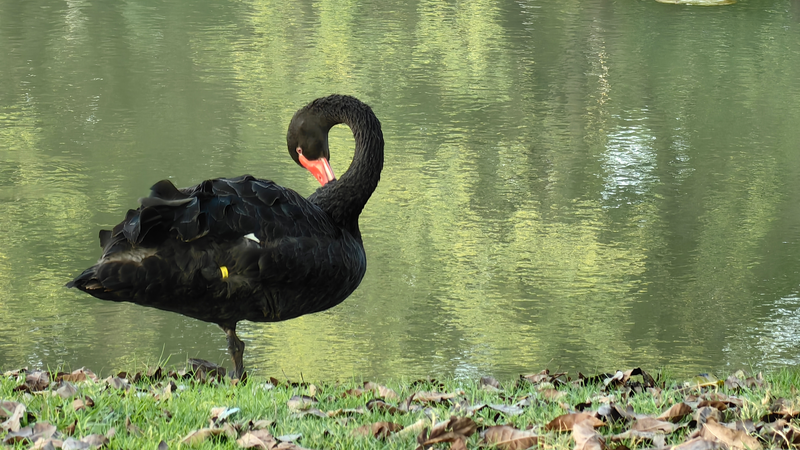 Yunnan__Where_Wildlife_and_Humanity_Share_the_Spotlight_poster - Khabar Asia Yunnan__Where_Wildlife_and_Humanity_Share_the_Spotlight video poster