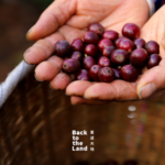 Yunnan_s_Coffee_Harvest_Season_Fuels_Global_Demand_and_Local_Growth