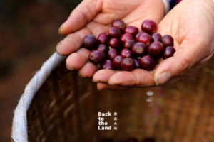 Yunnan_s_Coffee_Harvest_Season_Fuels_Global_Demand_and_Local_Growth