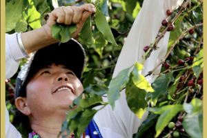 Yunnan_s_Coffee_Harvest__Tradition_Meets_Global_Demand_in_2026 video poster