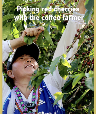 Yunnan_s_Coffee_Harvest__Tradition_Meets_Global_Demand_in_2026 video poster