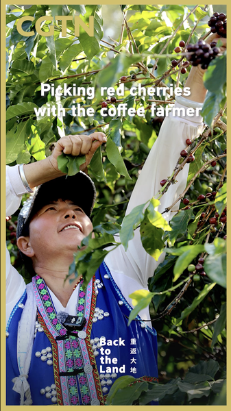 Yunnan_s_Coffee_Harvest__Tradition_Meets_Global_Demand_in_2026_poster - Khabar Asia Yunnan_s_Coffee_Harvest__Tradition_Meets_Global_Demand_in_2026 video poster