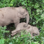 Yunnan_s_Elephant_Guardians_Foster_Human_Wildlife_Harmony_in_2026 video poster