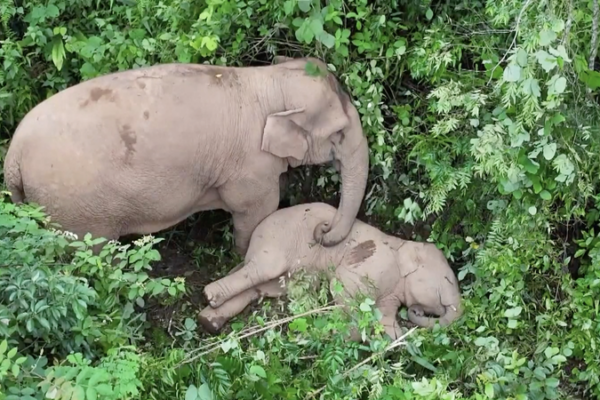 Yunnan_s_Elephant_Guardians_Foster_Human_Wildlife_Harmony_in_2026 video poster