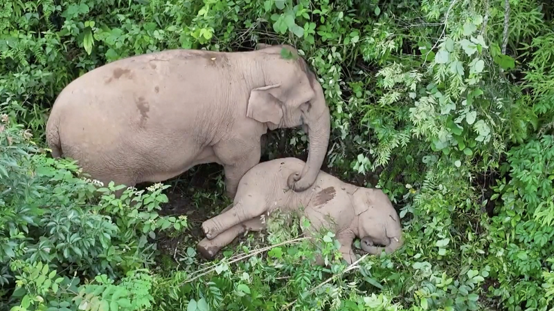Yunnan_s_Elephant_Guardians_Foster_Human_Wildlife_Harmony_in_2026 video poster