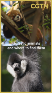 Yunnan_s_Wild_Treasures__Red_Pandas_and_Gibbons_Thrive_in_Pu_er_Forest_Park video poster