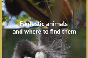 Yunnan_s_Wild_Treasures__Red_Pandas_and_Gibbons_Thrive_in_Pu_er_Forest_Park video poster