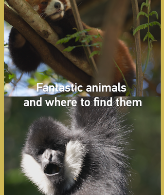 Yunnan_s_Wild_Treasures__Red_Pandas_and_Gibbons_Thrive_in_Pu_er_Forest_Park video poster