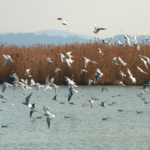 Winter’s Winged Wonders: Taihu Lake Becomes Sanctuary for Migratory Birds Amid Suzhou’s Modernization video poster