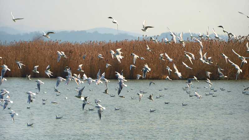 Winter’s Winged Wonders: Taihu Lake Becomes Sanctuary for Migratory Birds Amid Suzhou’s Modernization video poster