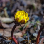 Ice-Breaking Blooms Herald Spring’s Arrival in Liaoning video poster