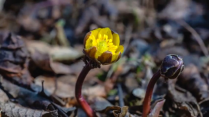Ice-Breaking Blooms Herald Spring’s Arrival in Liaoning video poster