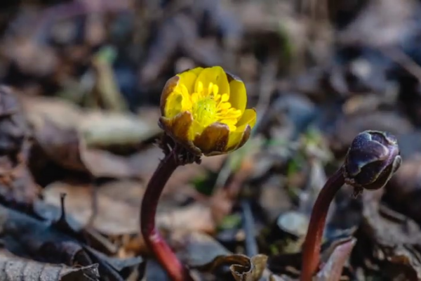Ice-Breaking Blooms Herald Spring’s Arrival in Liaoning video poster