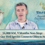 Migratory Birds Bridge Beijing’s Urban Jungle to Global Ecosystems video poster