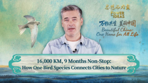 Migratory Birds Bridge Beijing’s Urban Jungle to Global Ecosystems video poster