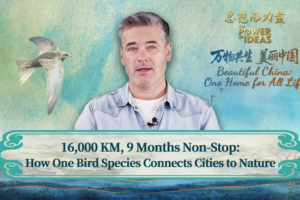 Migratory Birds Bridge Beijing’s Urban Jungle to Global Ecosystems video poster