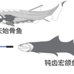 Ancient_Fish_Fossils_in_China_Bridge_Evolutionary_Gap_to_Humans - Khabar Asia Ancient_Fish_Fossils_in_China_Bridge_Evolutionary_Gap_to_Humans