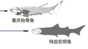 Ancient_Fish_Fossils_in_China_Bridge_Evolutionary_Gap_to_Humans
