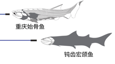 Ancient_Fish_Fossils_in_China_Bridge_Evolutionary_Gap_to_Humans